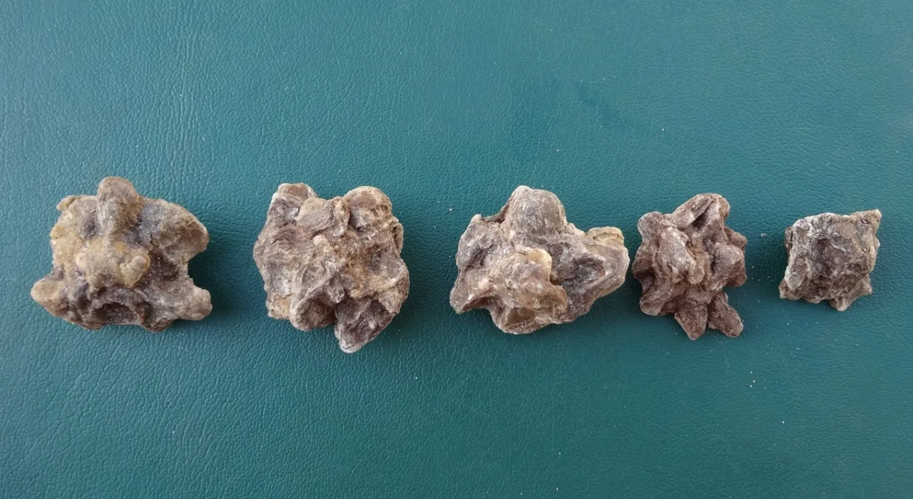 புதைபடிவ அனகோண்டா முதுகெலும்புகள்