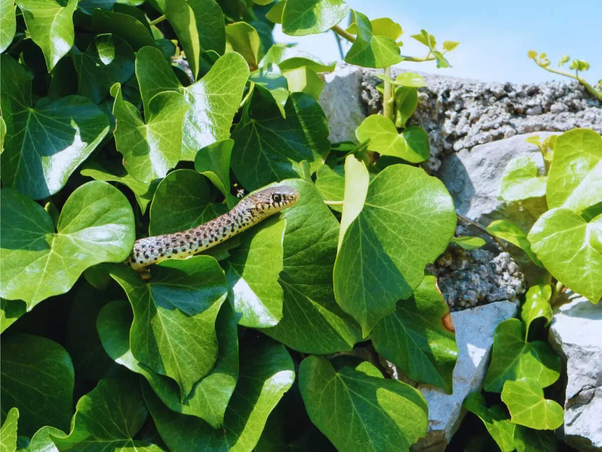 Ivy snake