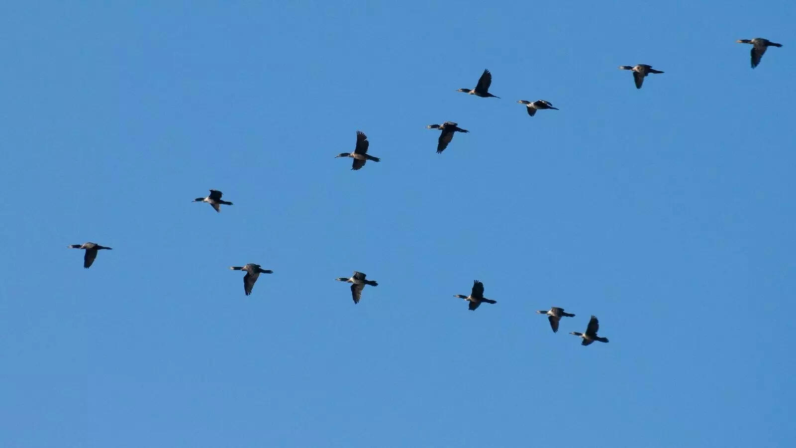 The fascinating science of birds flying in a V-formation