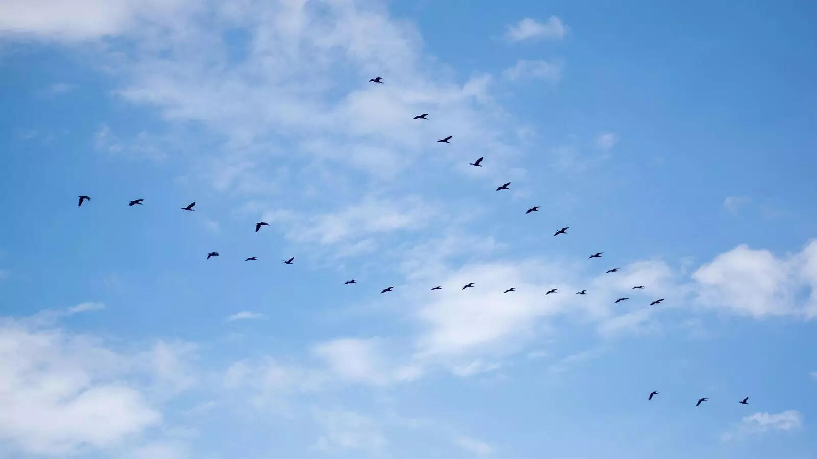 The fascinating science of birds flying in a V-formation