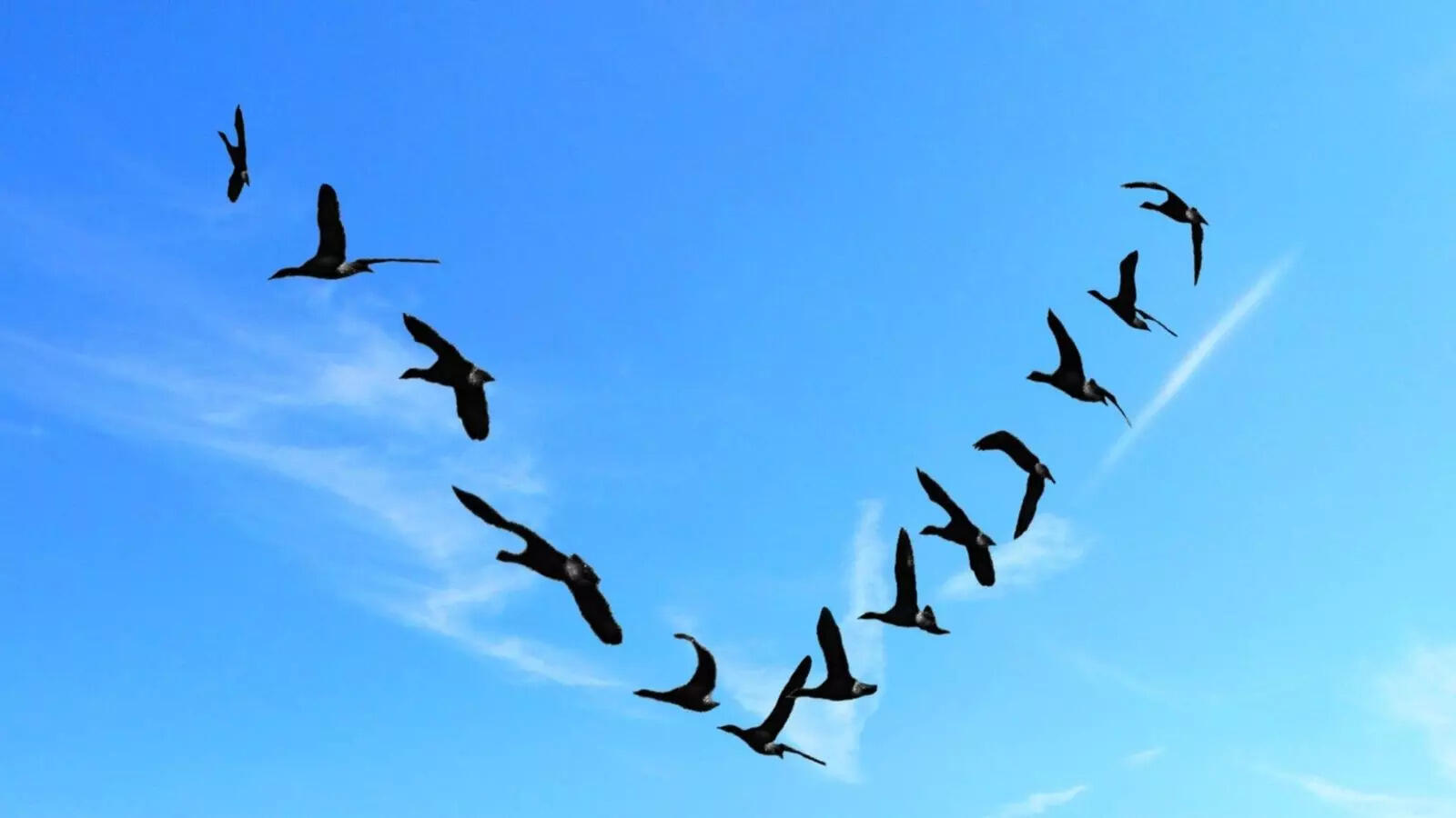 The fascinating science of birds flying in a V-formation