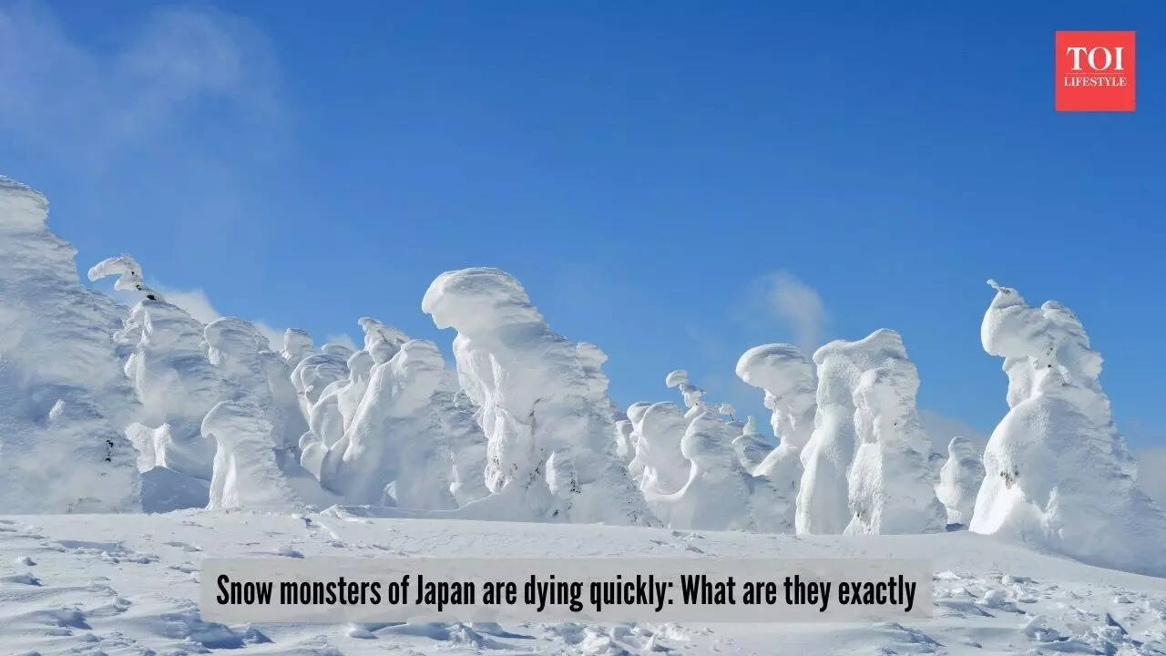 Snow monsters of Japan are dying quickly What are they exactly