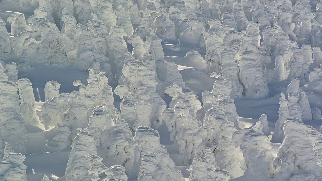 Snow monsters of Japan