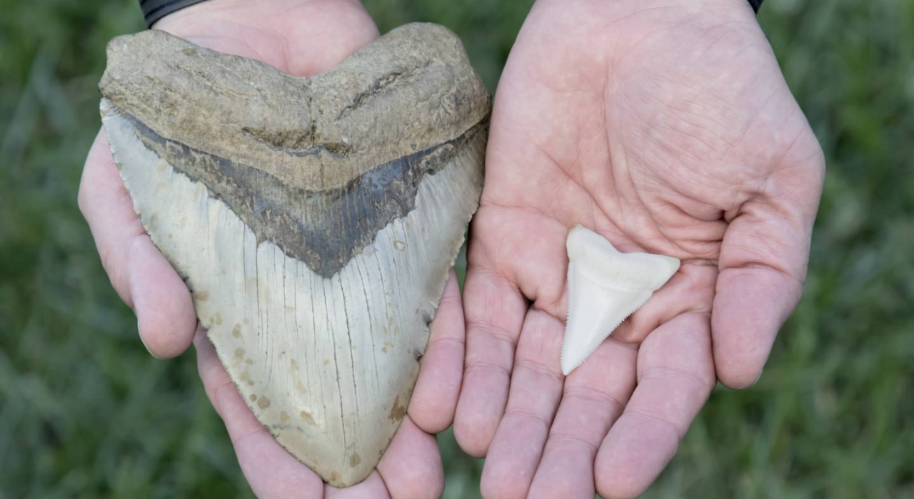 A 6-inch megalodon tooth (left) dwarfs a 2-inch great white tooth (right), each inch marking roughly 10 feet of shark/ Photo by iStock.com shark teeth