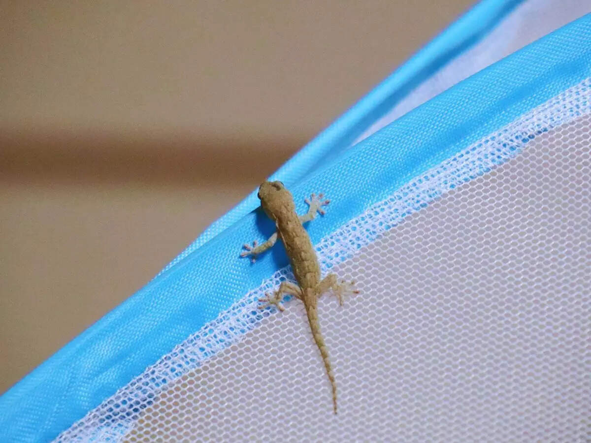 छिपकलियां