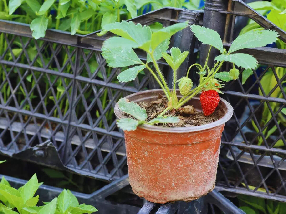 ஸ்டார்வ்பெர்ரி