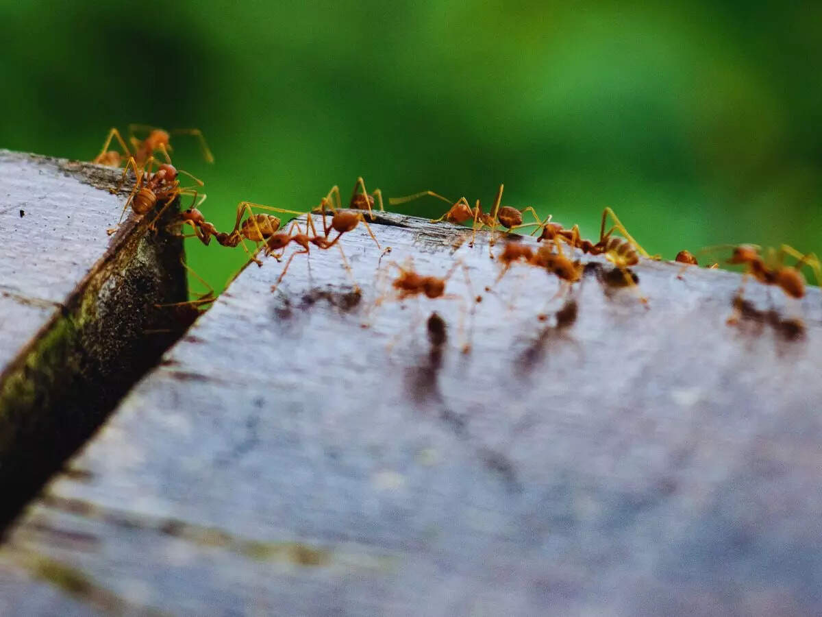 எறும்புகள்