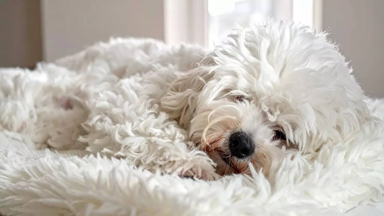 Why science believes pets dream based on small but powerful clues