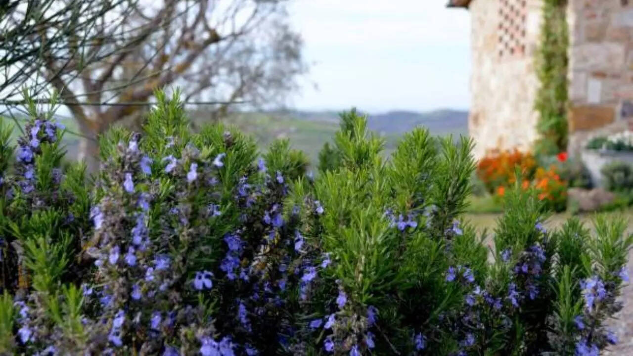 Because love grows where my rosemary goes and everybody knows! Tuscan Blue Rosemary