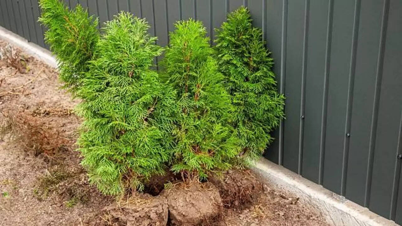 Their deep green colour matches that of the Christmas tree, yet their size saves the hassle. Emerald Petite Arborvitae