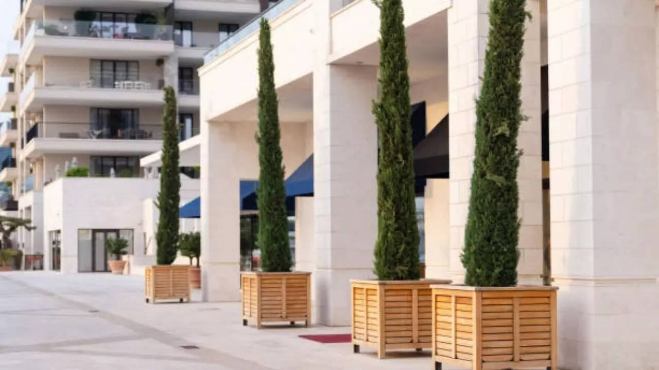 Want a small tree but would love the illusion of height? Boulevard Cypress