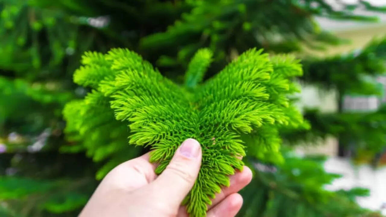 The Norfolk Pine trees are a common small alternative to the big Christmas tree. Norfolk Pine