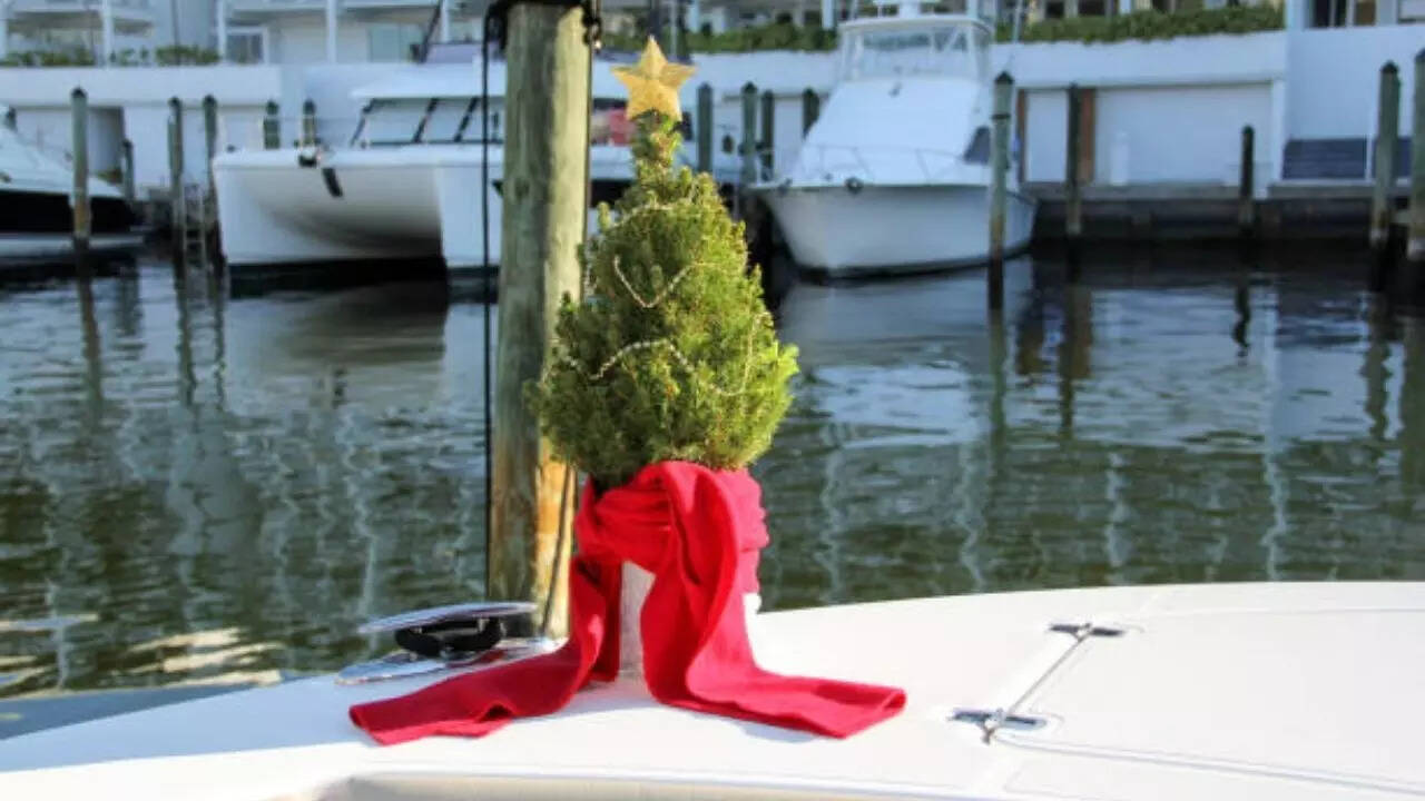 Even when mature, it retains the pyramid shape. Dwarf Alberta Spruce