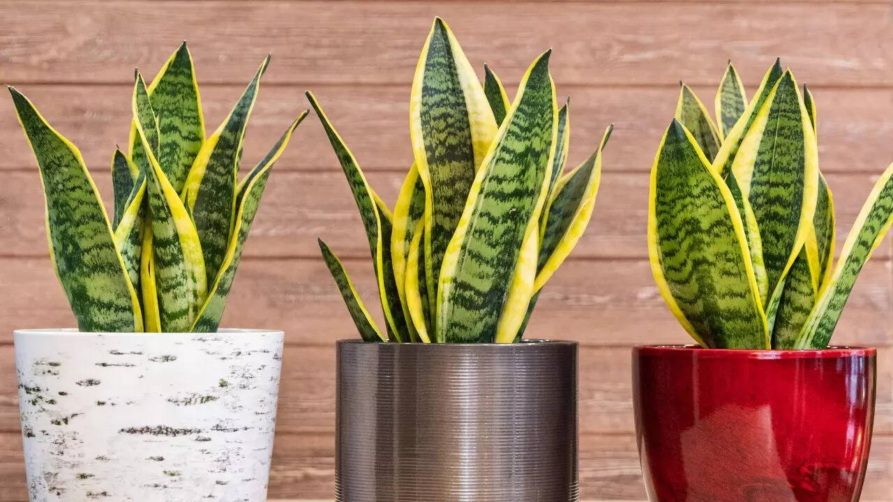 பாம்பு ஆலை