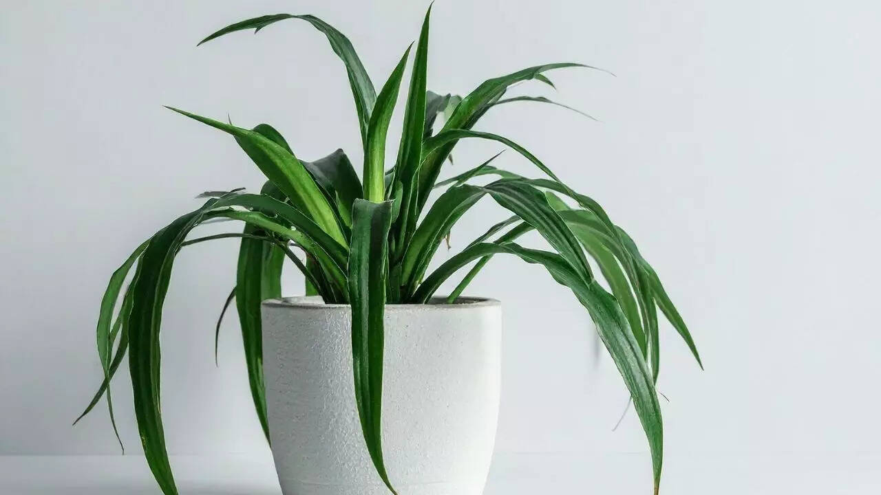 சிலந்தி ஆலை