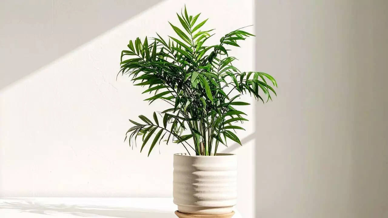 அரேகா பாம்