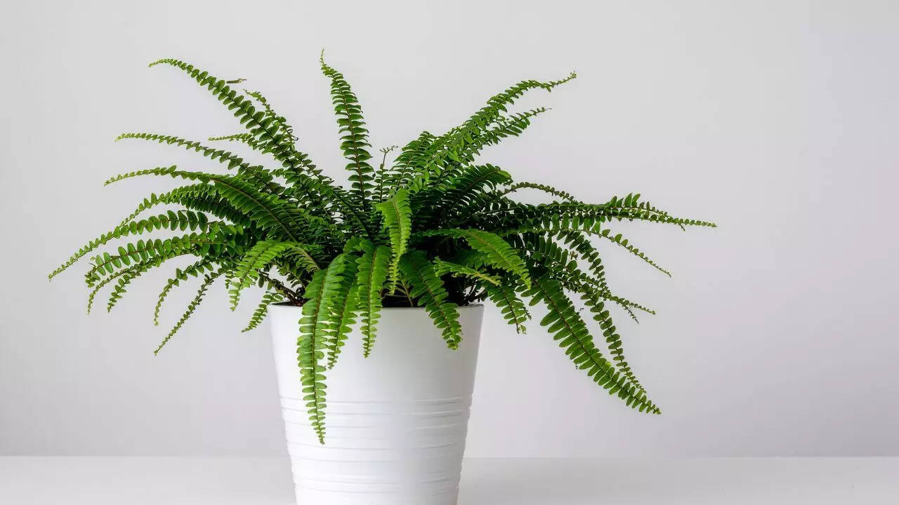 பாஸ்டன் ஃபெர்ன்