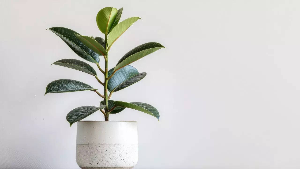 ரப்பர் ஆலை