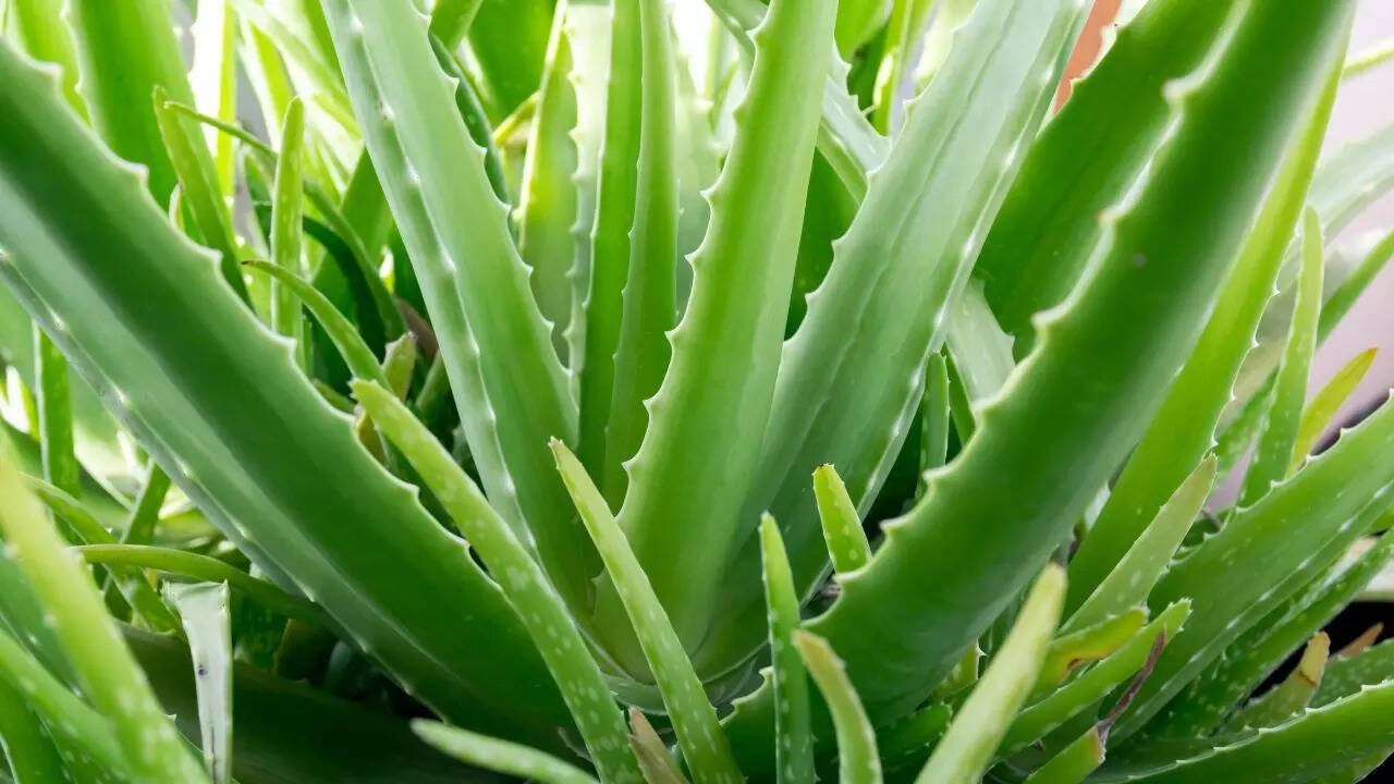 அலோ வேரா