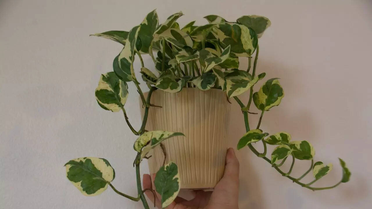 பொத்தோஸ்