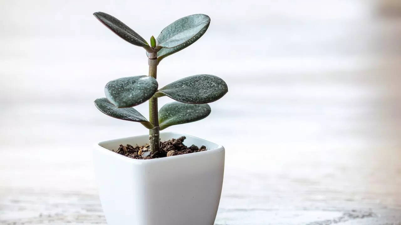 ஜேட் ஆலை