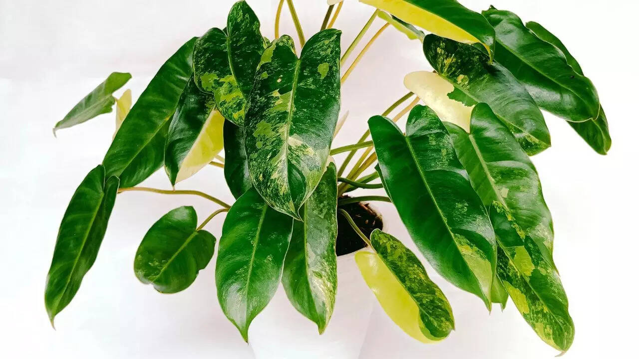 பிலோடென்ட்ரான்