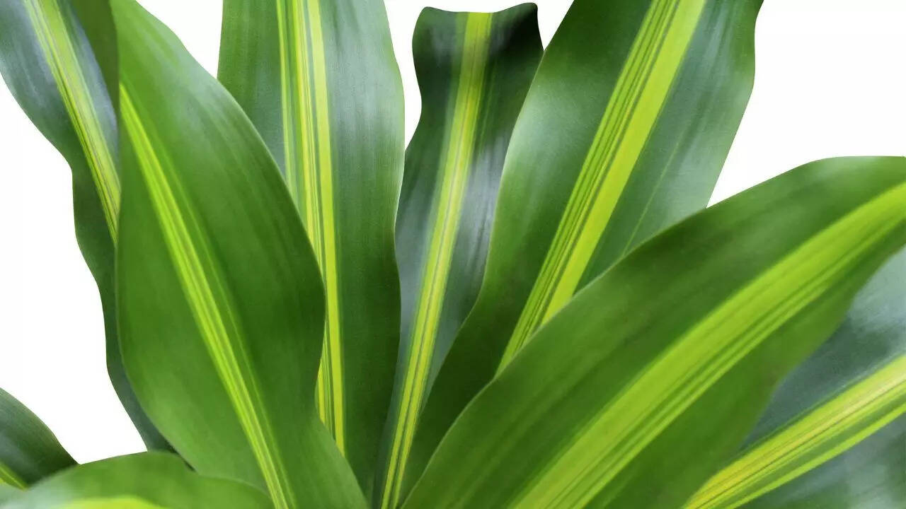 டிராகேனா