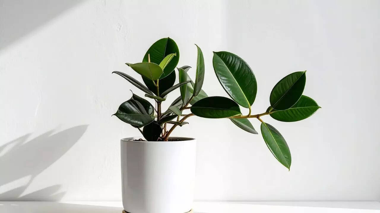 ஃபிகஸ் எலாஸ்டிகா