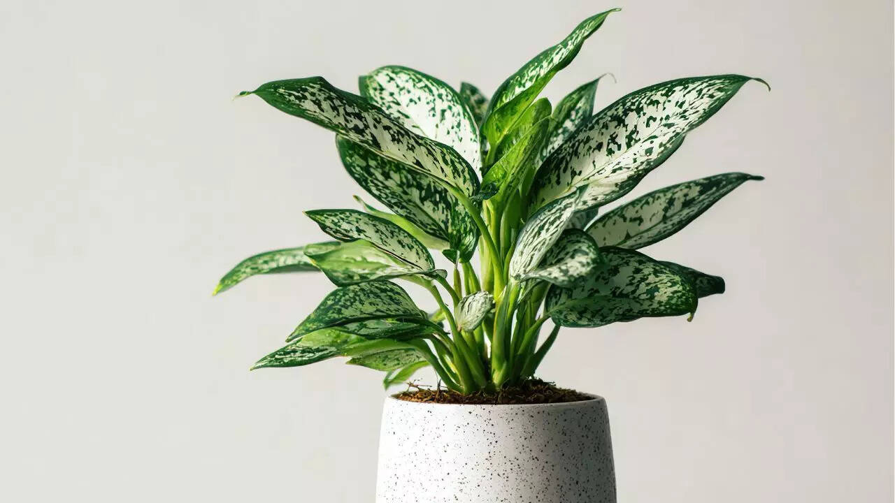 சீன எவர்கிரீன்