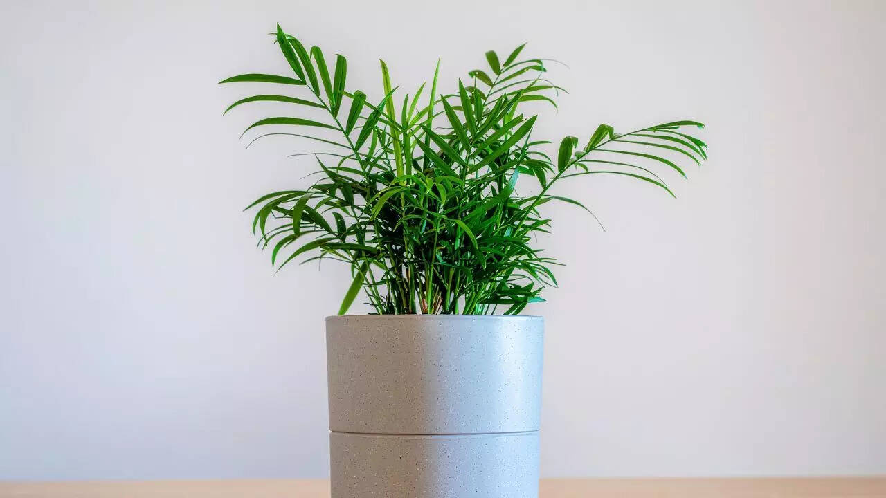 பார்லர் பாம்