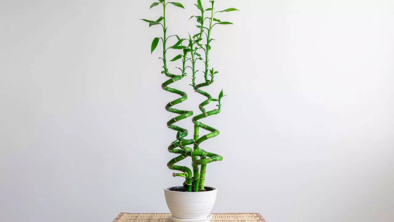 மூங்கில் பனை