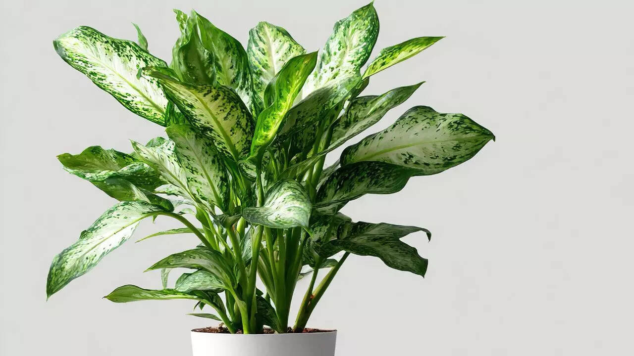 டிஃபென்பாச்சியா