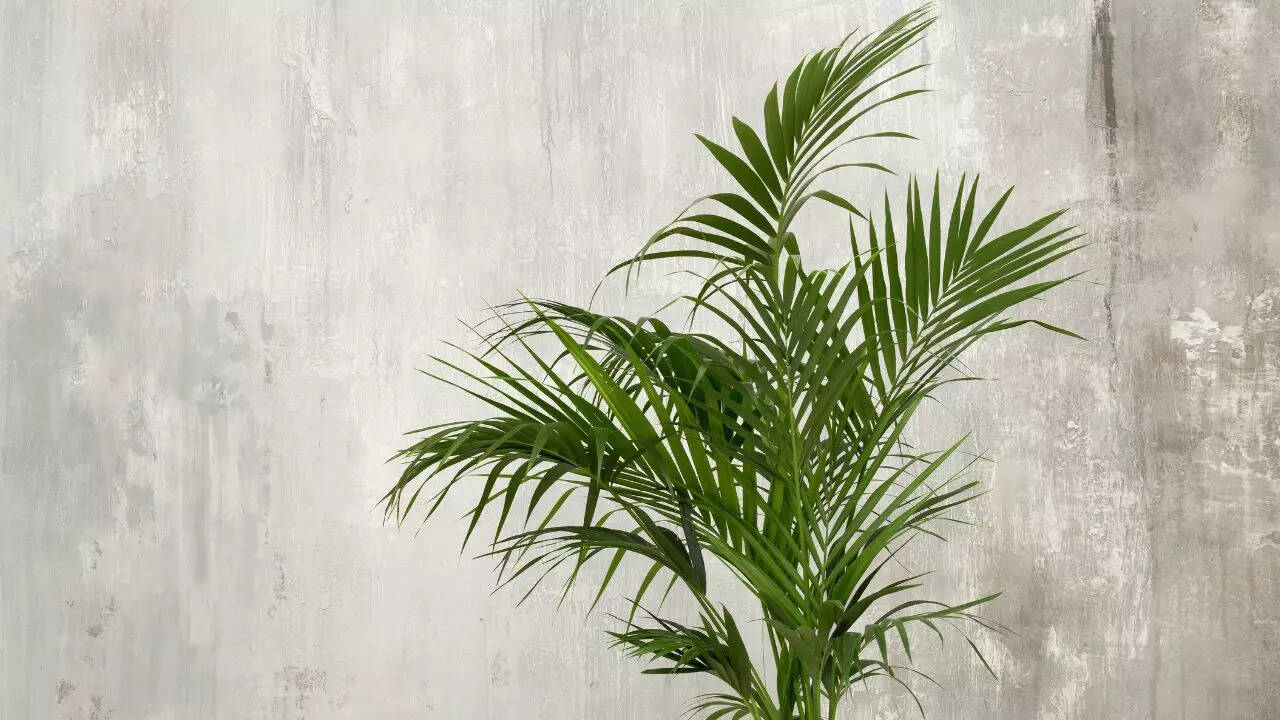 கெண்டியா பாம்