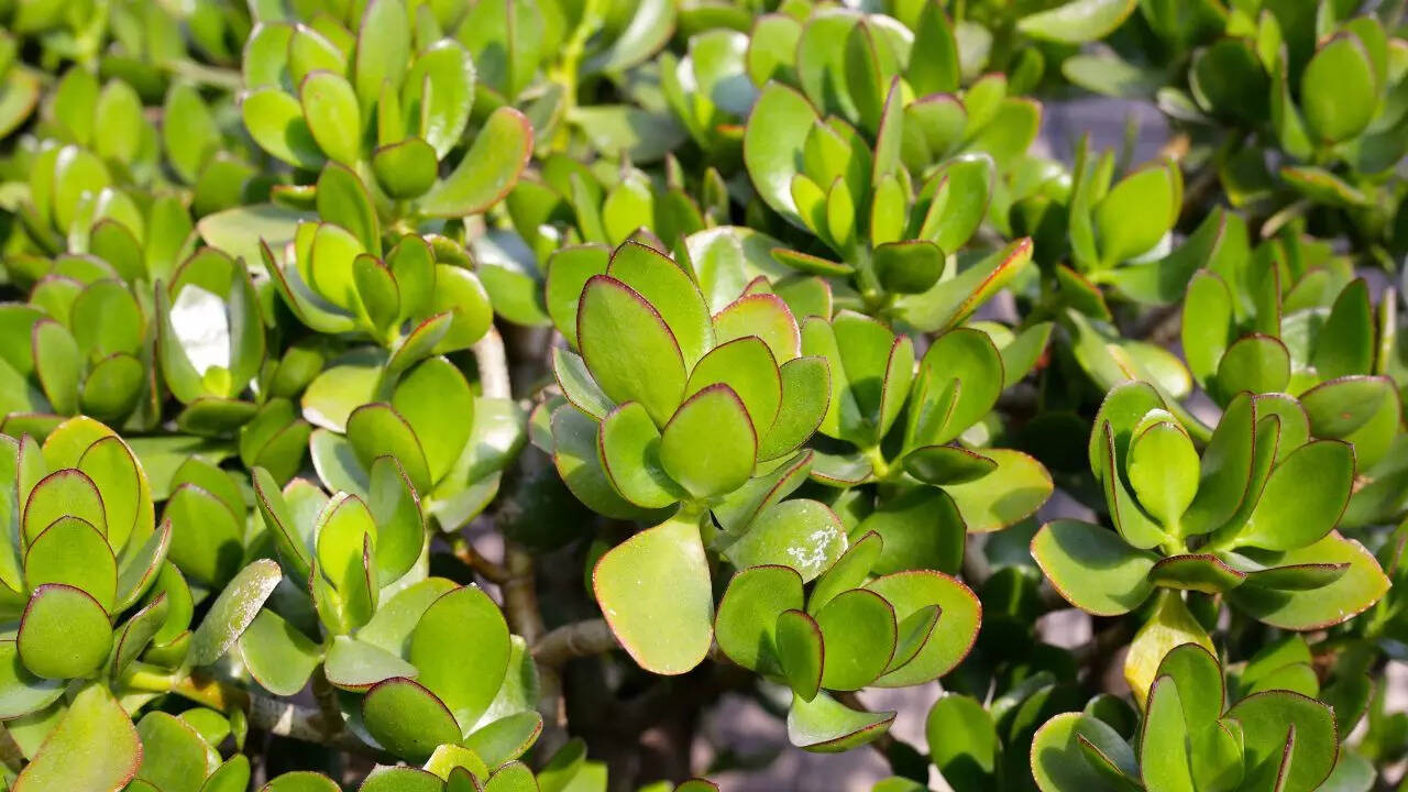 Crassula ovata (Classic Jade Plant)