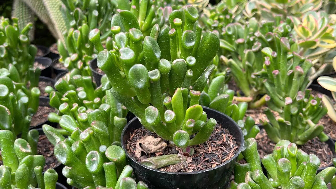Crassula ovata ‘Gollum’