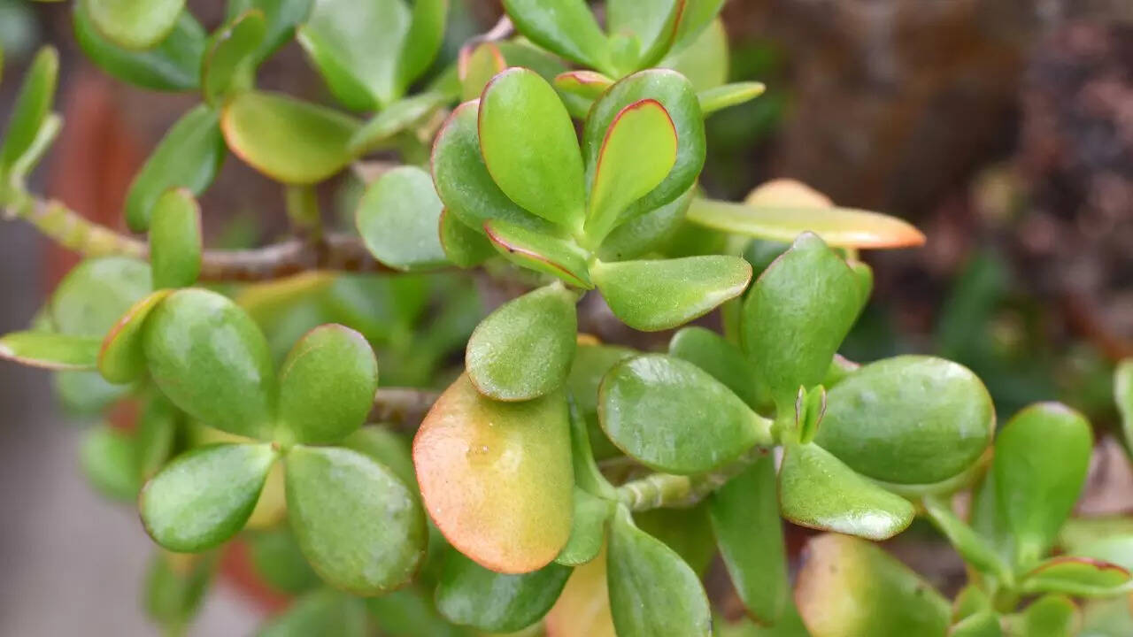 Crassula ovata ‘Tricolour’