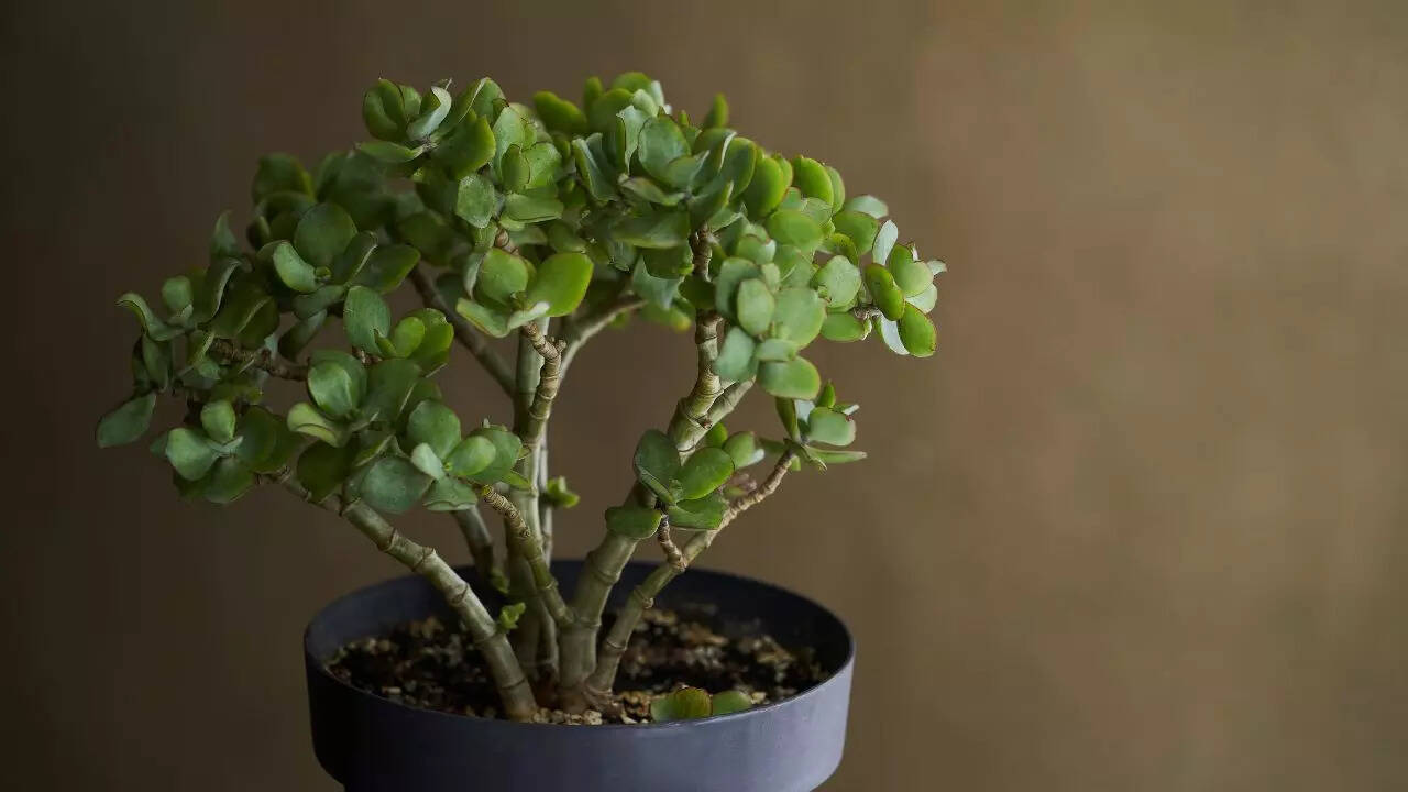 Crassula ovata ‘Minima’