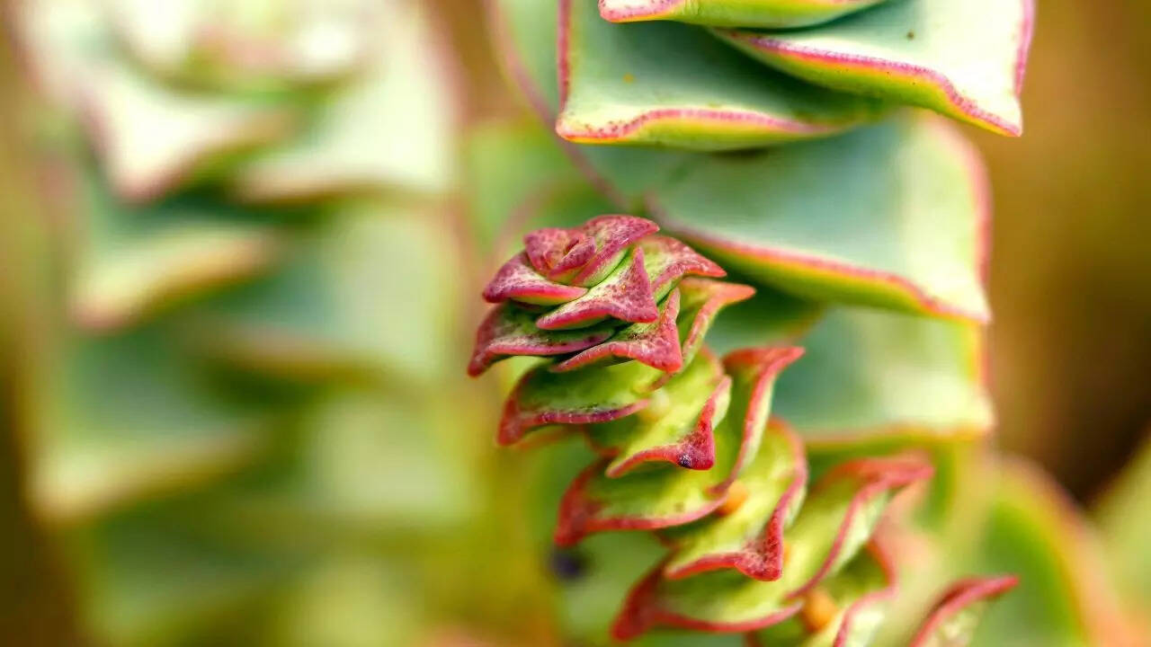 Crassula ovata ‘Botany Bay’