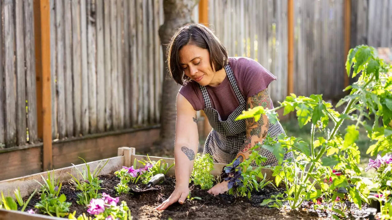 Best vegetables to grow for small home gardens and balconies