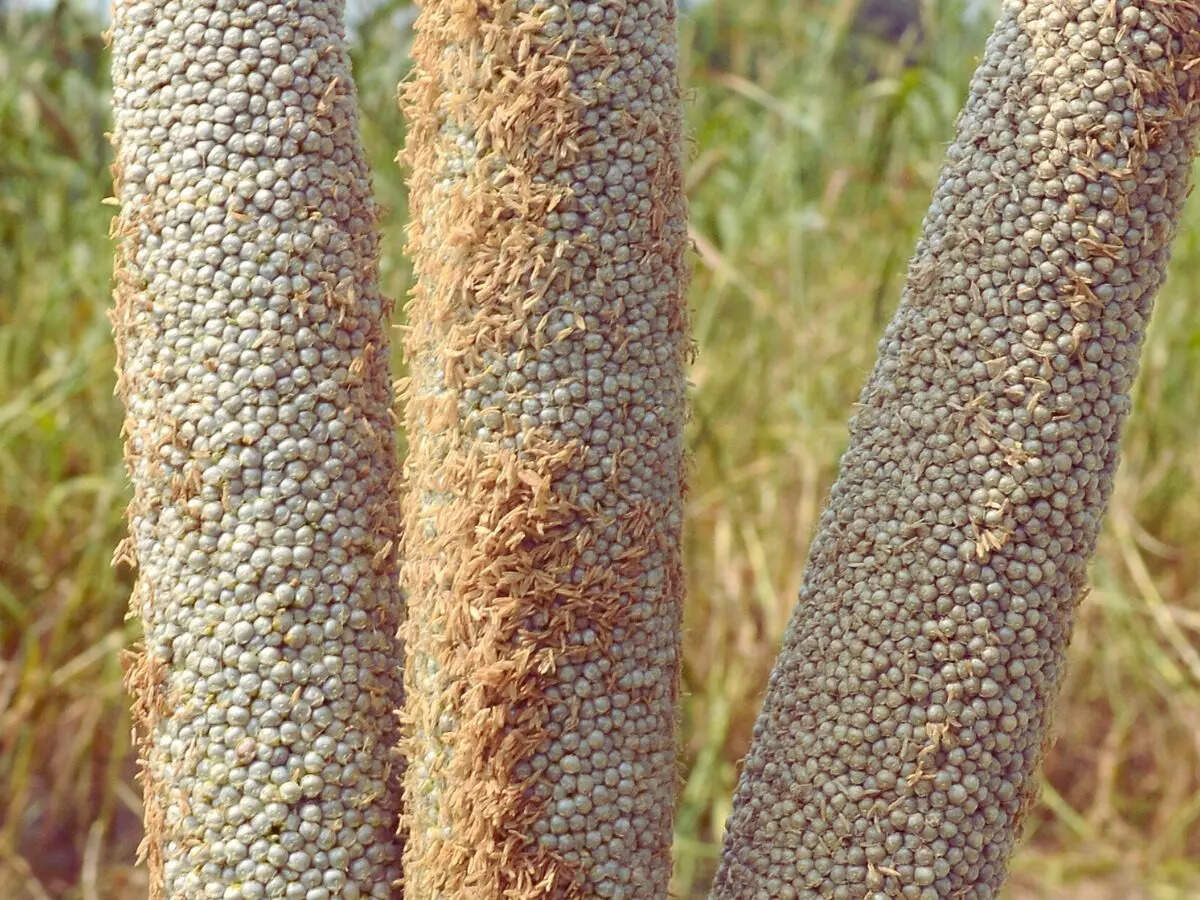 7 big reasons to make millets a daily habit starting today | 4 Pearl Millet
