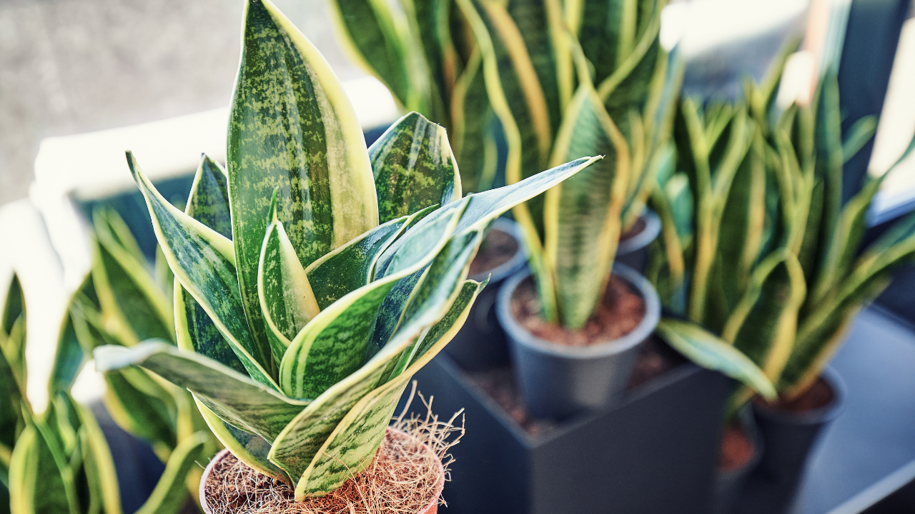 புகைப்படம்: கேன்வா