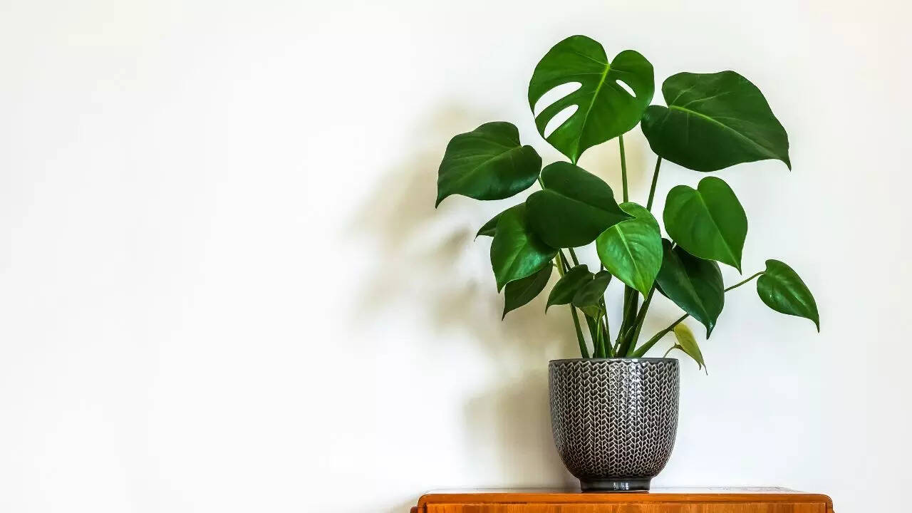 மான்ஸ்டெரா