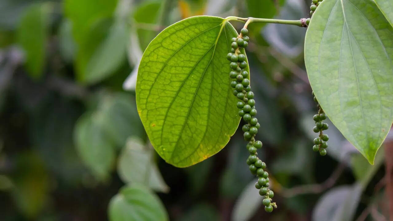 மிளகுத்தூள்