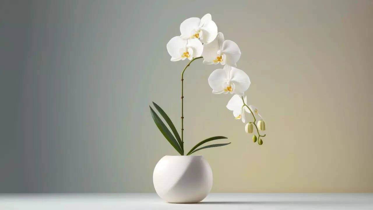 ஆர்க்கிட்ஸ்