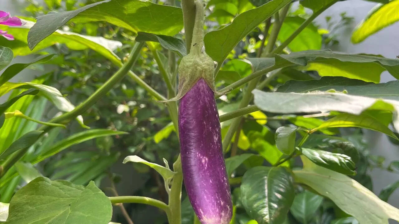 கத்திரிக்காய்