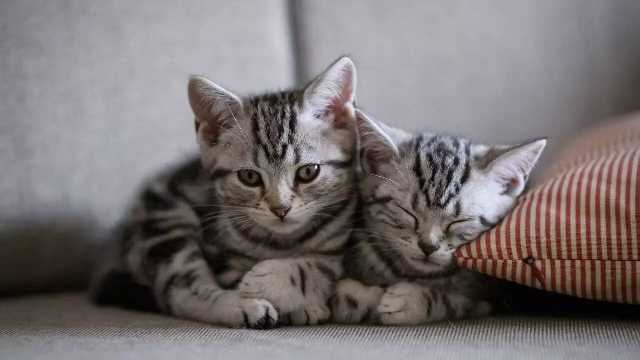 பூனைகளுக்கு எப்படி தெரியும் அது நீங்கள் என்று