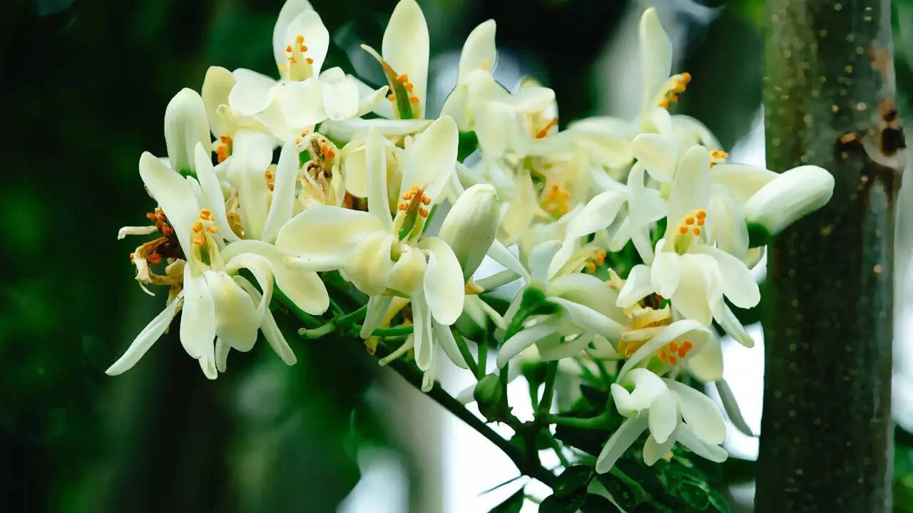 Moringa flower is used during seasonal changes