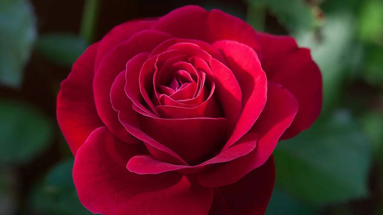 Rose petals beyond sweets and desserts