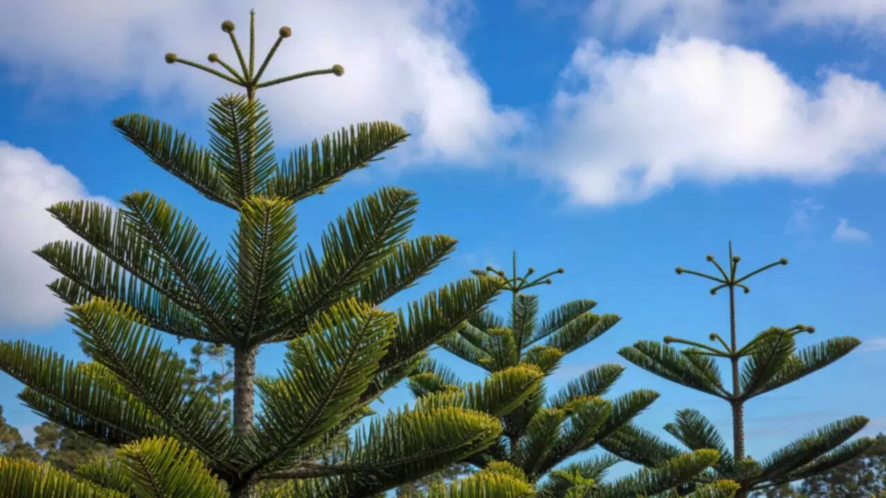 Norfolk Island pine feels closest to a traditional Christmas tree