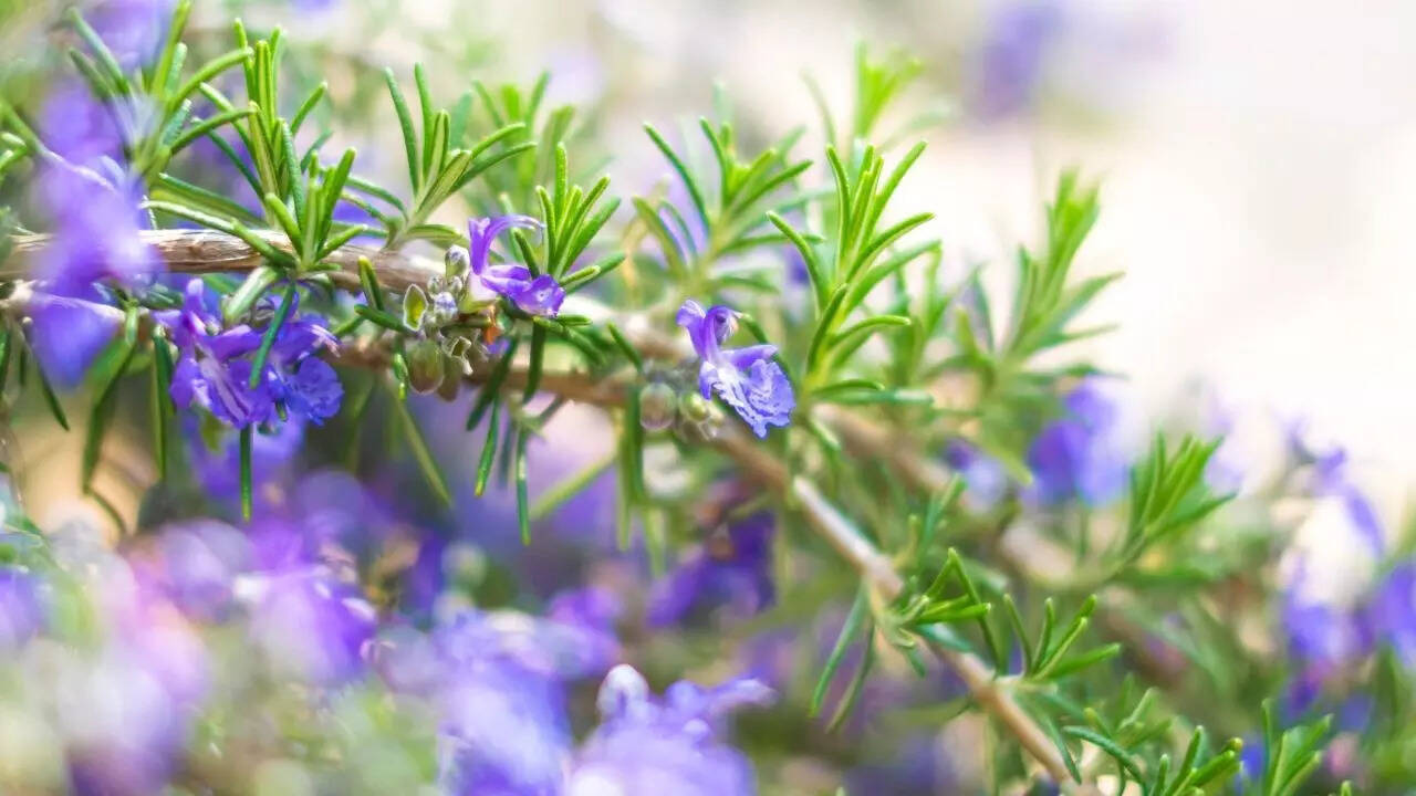 Rosemary offers scent as well as seasonal charm